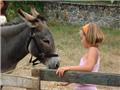 La mini-ferme et ses animaux